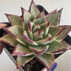 Red Tip echeveria Agavoides 3 inch