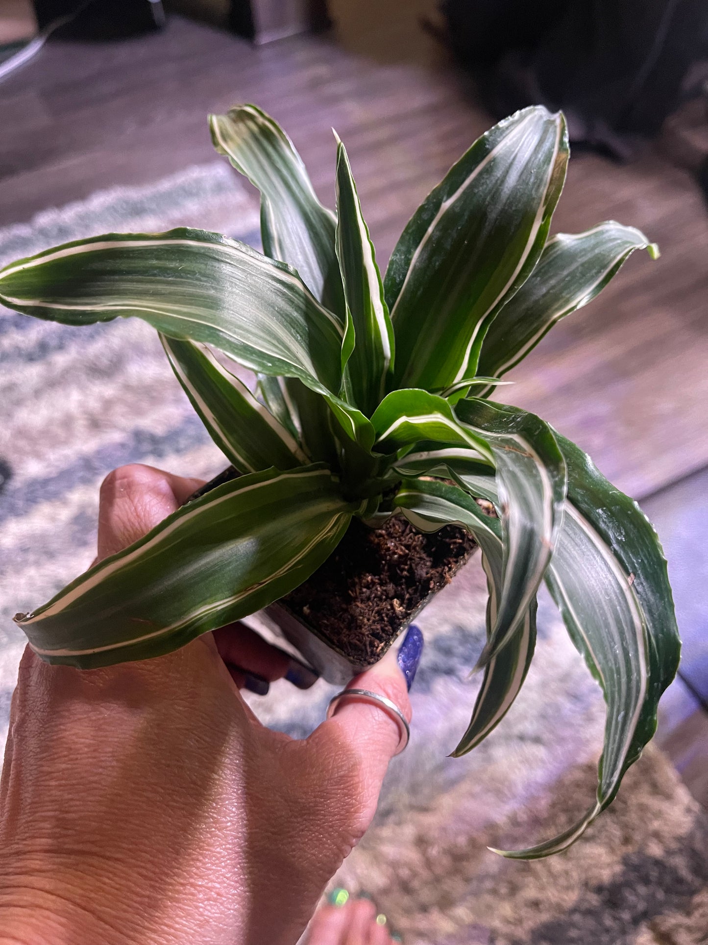 Jade jewel Dracena 4 inch