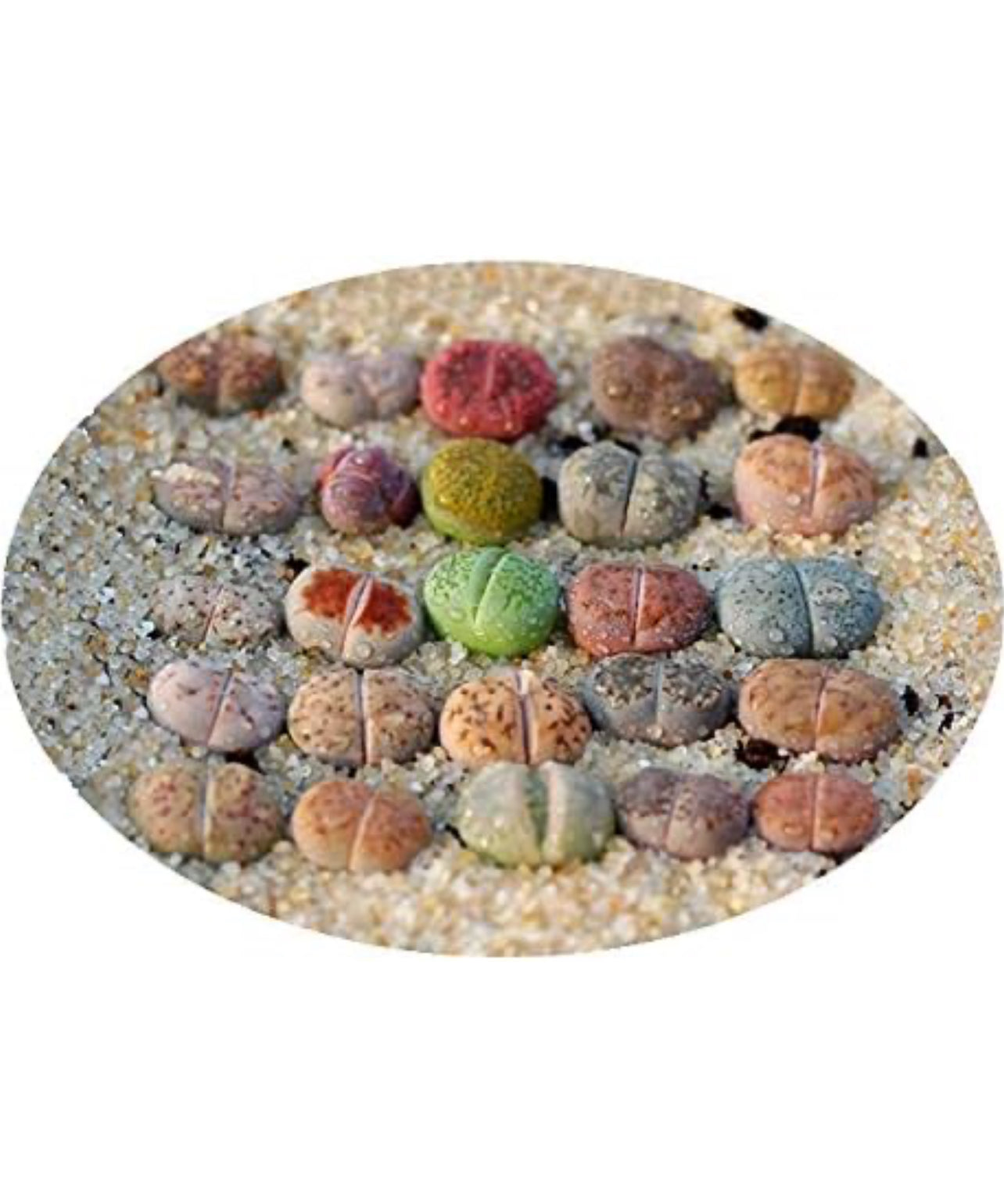 Lithop assortment 5 piece in nursery pot