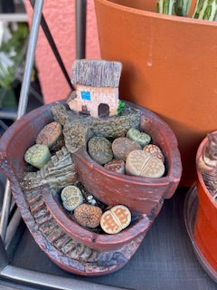 Lithop assortment 5 piece in nursery pot